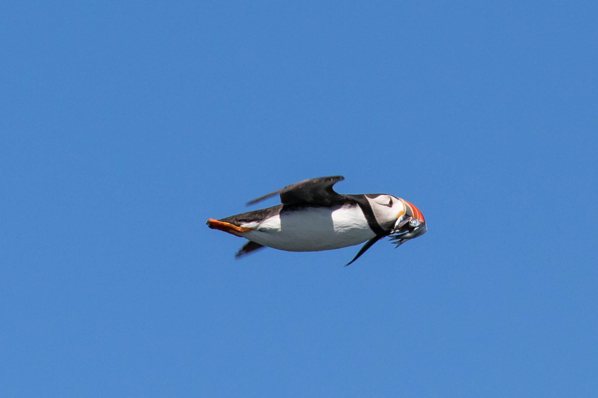 wildlife/DM-201800051-Web Size.jpg